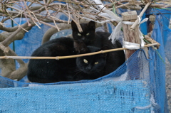 猫だんご