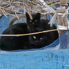 猫だんご
