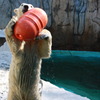 シロクマ投手