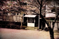 桜吹雪