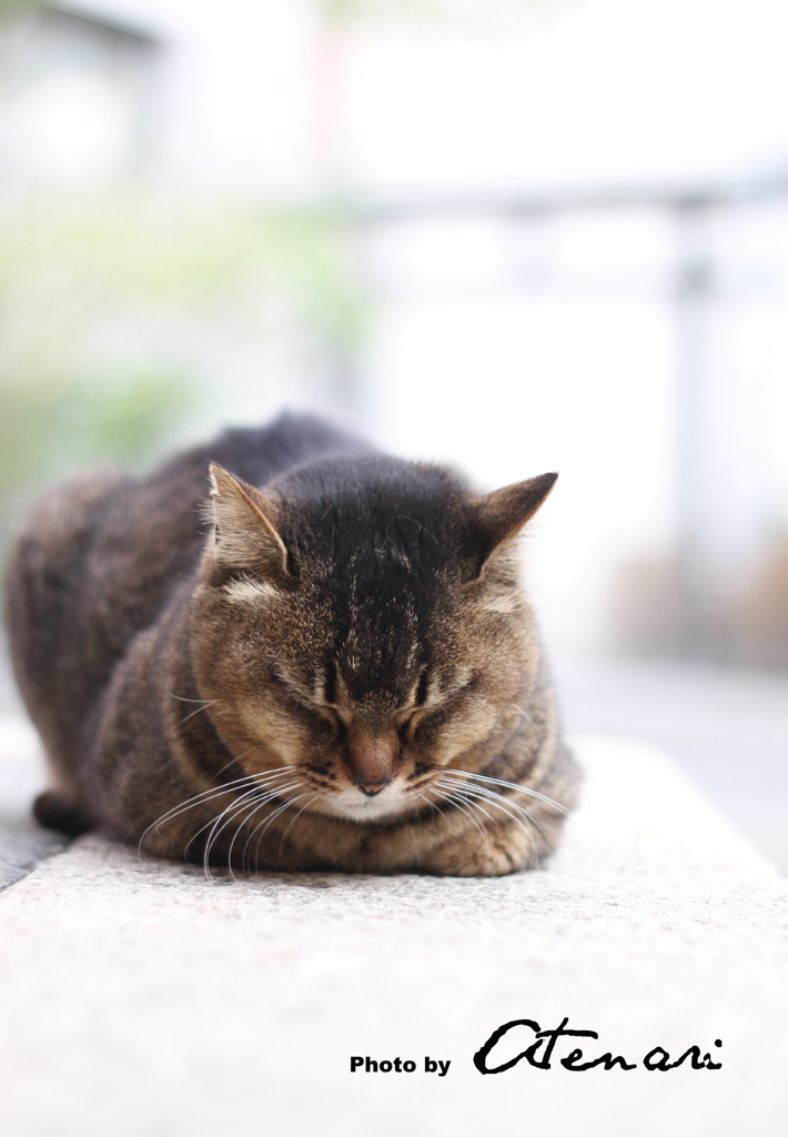 はる。