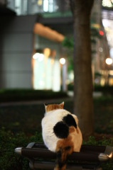 東京ねこ