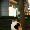 東京ねこ