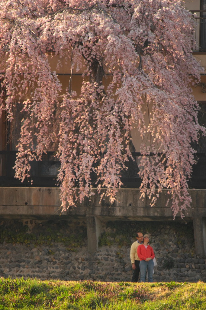 桜夫婦