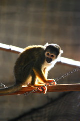 Zoo