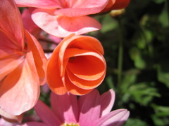 照耀--照らし輝く