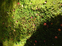 乱红　散った紅さ