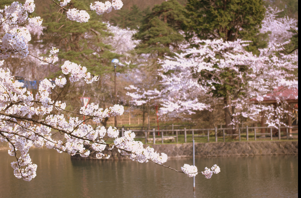 桜咲く