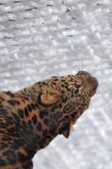 はじめての雪