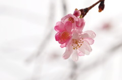 寒桜