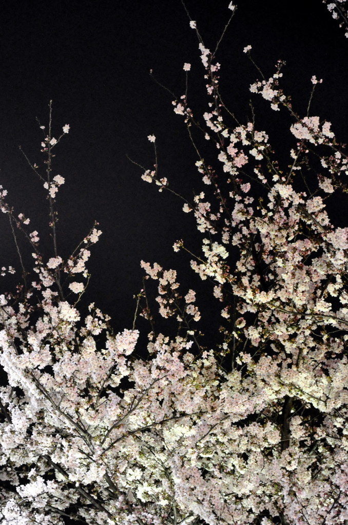 DSC_0894夜桜
