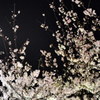 DSC_0894夜桜