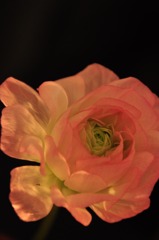 CSC_1466
