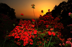 つつじ夕景
