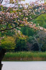 狂い桜