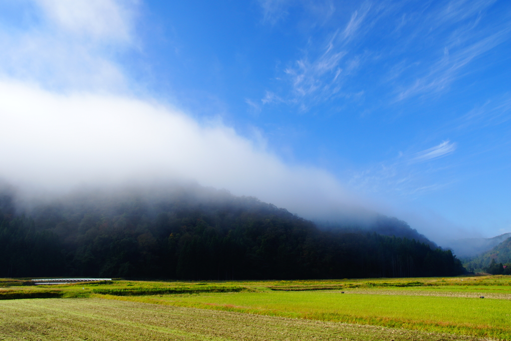 朝霧