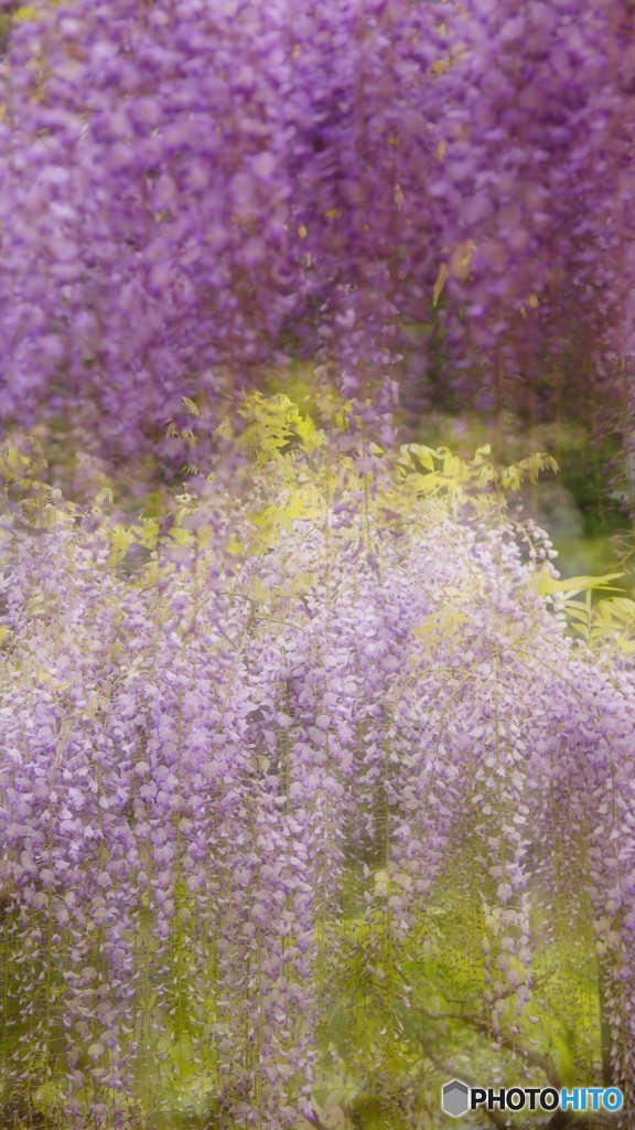 2019-05-09乱舞藤の花