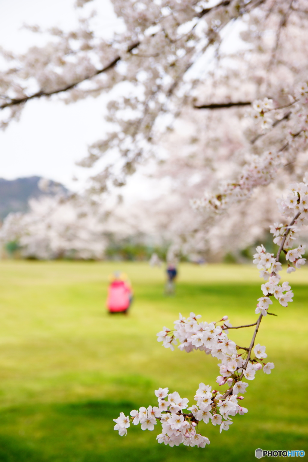 桜の下で遊ぶ