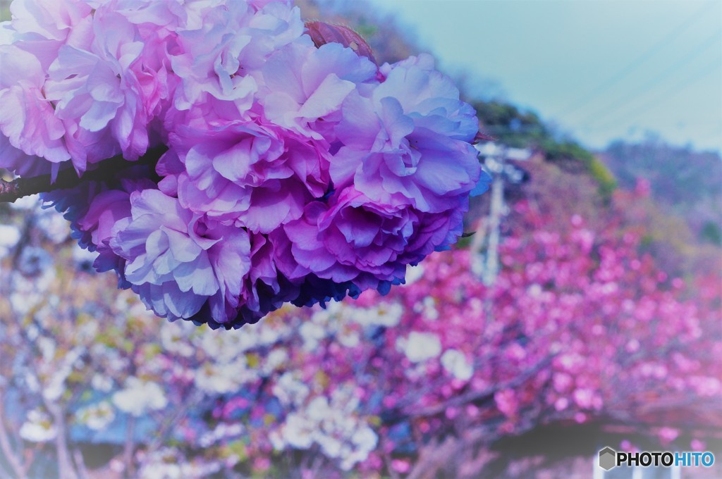 最後の桜