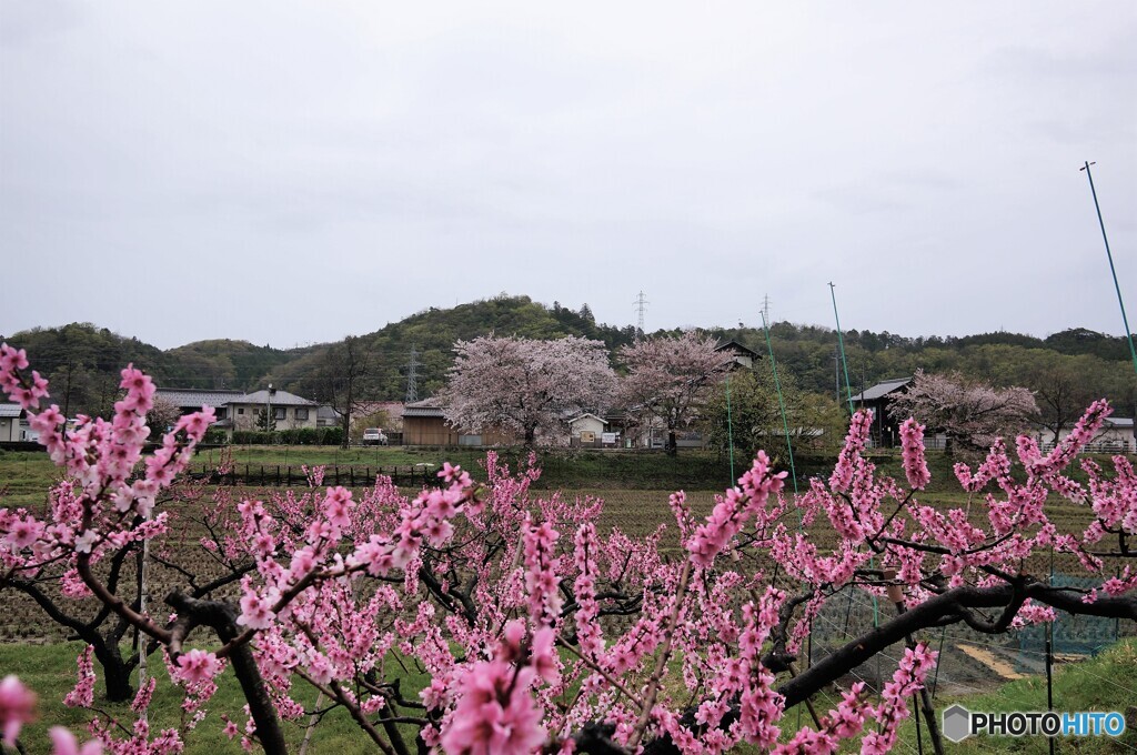 もう･･桃の花