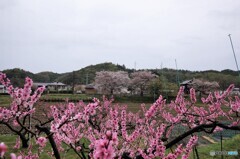 もう･･桃の花