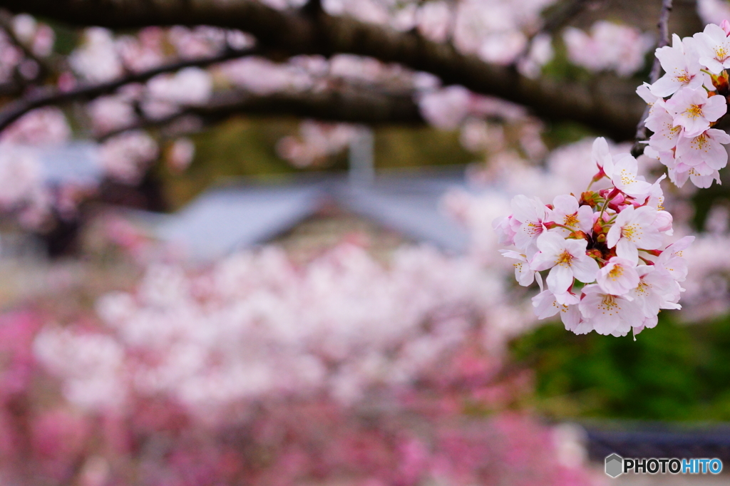 sakura