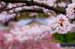 sakura