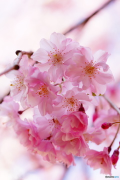 枝垂れ桜