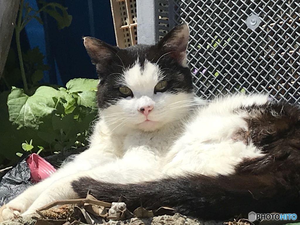 八分け野良猫