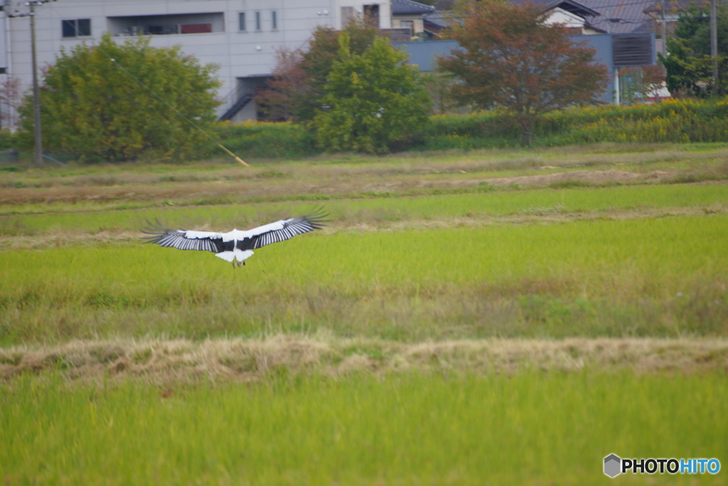 コウノトリ
