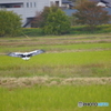 コウノトリ