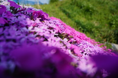 小さな花園