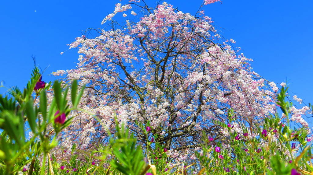 花魁