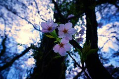 三輪桜