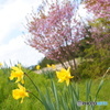 水仙と八重桜