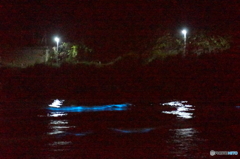 夜光虫