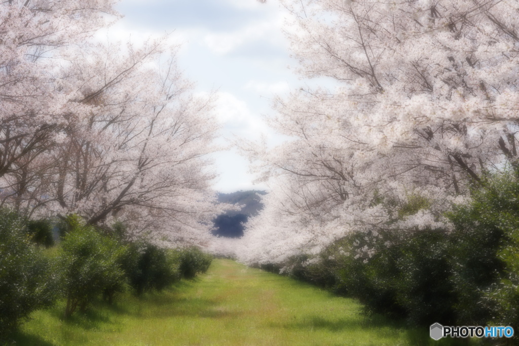 桜路