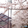 桜と照明塔と但馬ドーム
