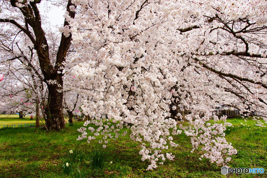 大木桜