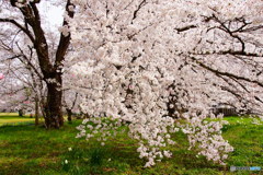 大木桜