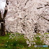 大木桜