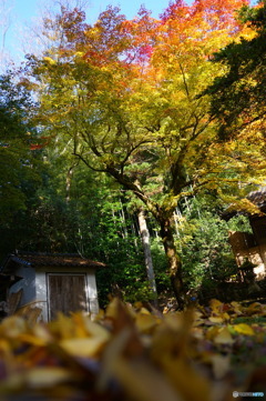 神社