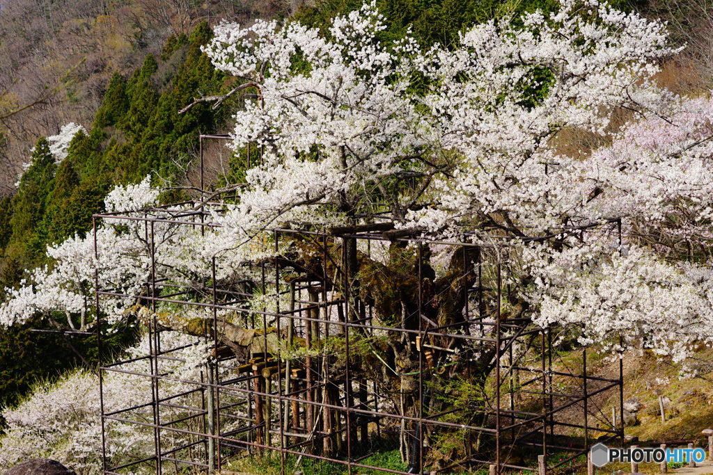 樽見の大桜