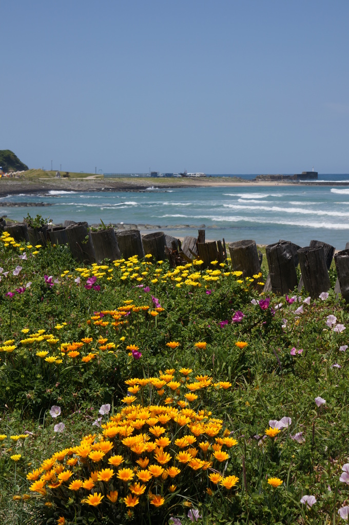 浜辺の花々
