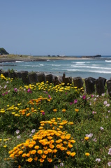 浜辺の花々