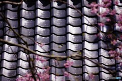 散りゆく美学