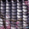 散りゆく美学
