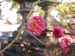2013北野天満宮　合格梅
