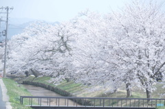 並木通り