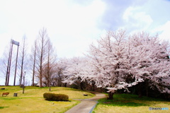 照明塔と高さを争う